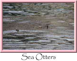 Sea Otters Thumbnail