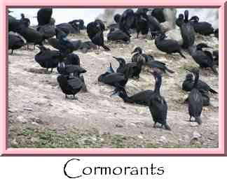 Cormorants Thumbnail