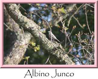 Albino Junco Thumbnail