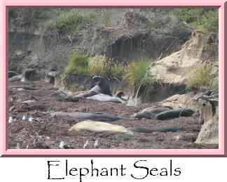 Elephant Seals Thumbnail
