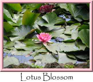 Lotus Blossom Thumbnail