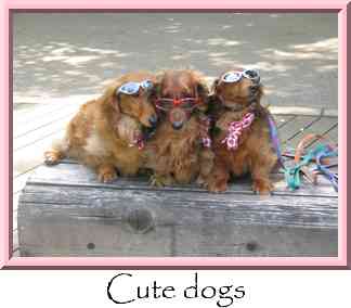 Cute dogs Thumbnail