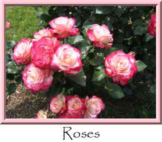 Roses Thumbnail