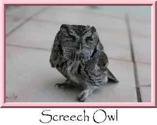 Screech Owl Thumbnail