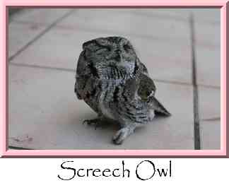 Screech Owl Thumbnail