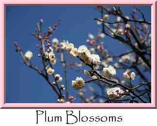 Plum Blossoms Thumbnail