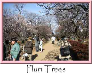 Plum Trees Thumbnail