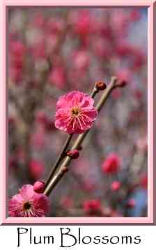 Plum Blossoms Thumbnail