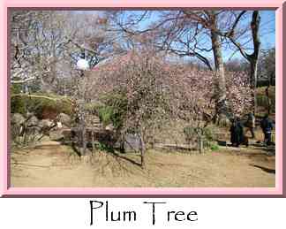 Plum Tree Thumbnail
