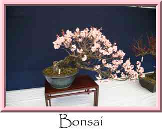 Bonsai Thumbnail