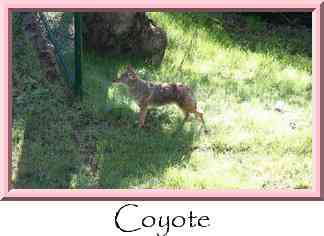 Coyote Thumbnail