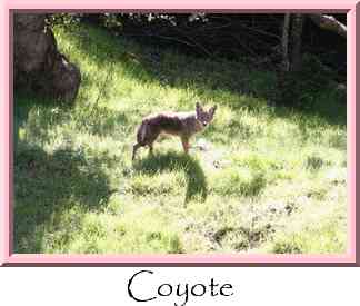 Coyote Thumbnail
