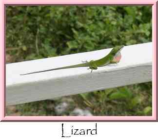Lizard Thumbnail