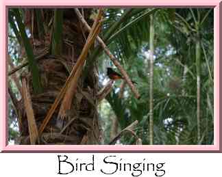 Bird Singing Thumbnail