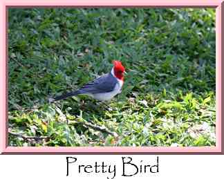 Pretty Bird Thumbnail