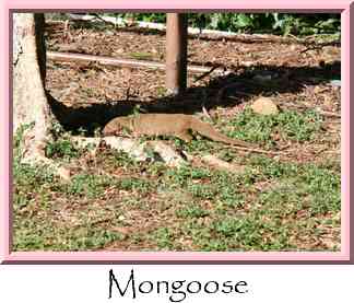 Mongoose Thumbnail