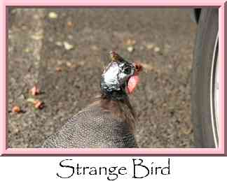 Strange Bird Thumbnail