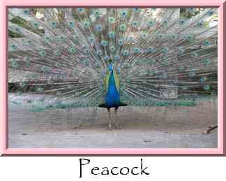 Peacock Thumbnail