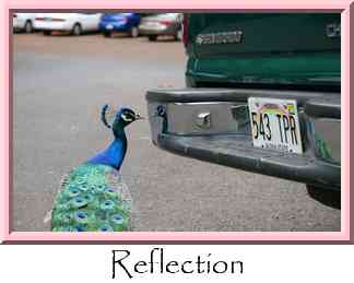Reflection Thumbnail