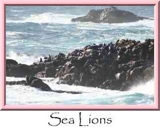 Sea Lions Thumbnail