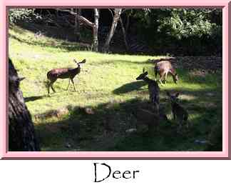 Deer Thumbnail