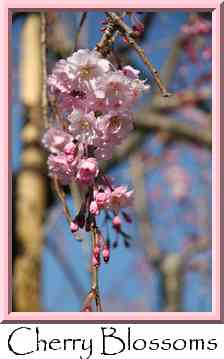 Cherry Blossoms Thumbnail