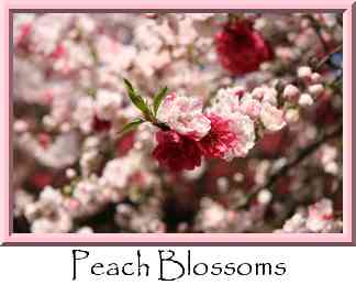 Peach Blossoms Thumbnail