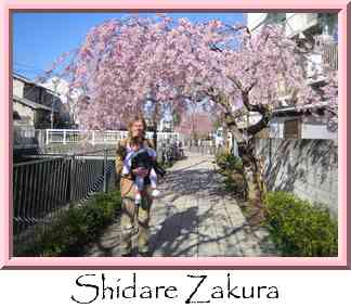 Shidare Zakura Thumbnail
