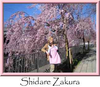 Shidare Zakura Thumbnail