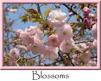 Blossoms Thumbnail