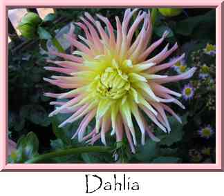 Dahlia Thumbnail