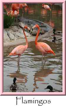 Flamingos Thumbnail