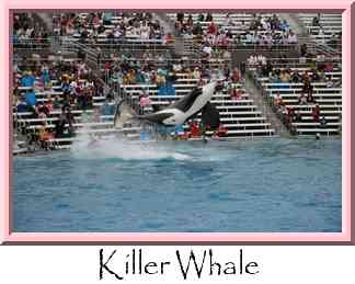 Killer Whale Thumbnail
