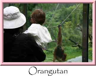 Orangutan Thumbnail