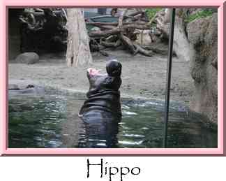 Hippo Thumbnail