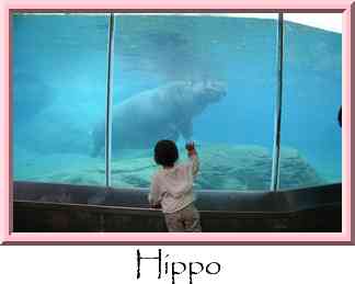 Hippo Thumbnail