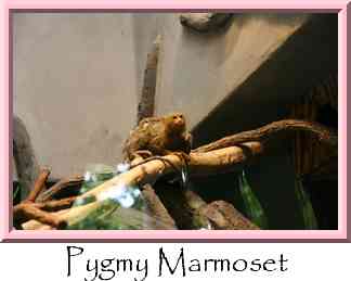 Pygmy Marmoset Thumbnail
