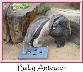 Baby Anteater Thumbnail