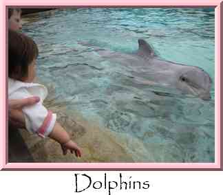 Dolphins Thumbnail