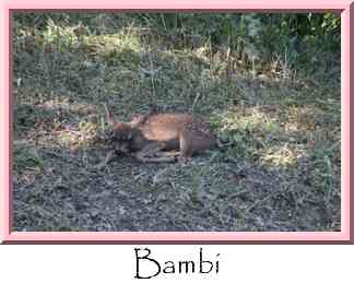 Bambi Thumbnail