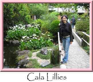 Cala Lillies Thumbnail