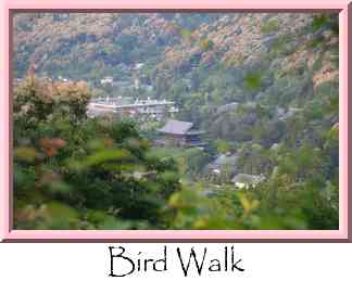 Bird Walk Thumbnail