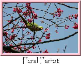 Feral Parrot Thumbnail