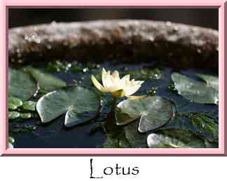 Lotus Thumbnail