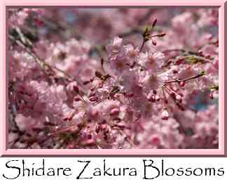 Shidare Zakura Blossoms Thumbnail