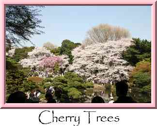 Cherry Trees Thumbnail