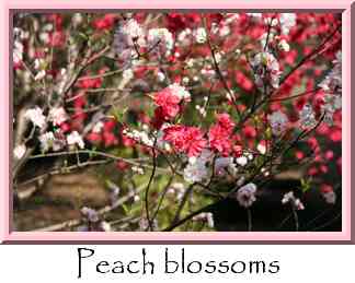 Peach blossoms Thumbnail