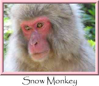 Snow Monkey Thumbnail