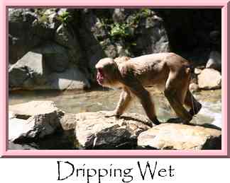 Dripping Wet Thumbnail