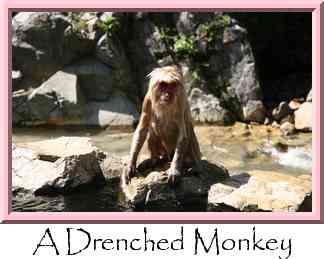 A Drenched Monkey Thumbnail
